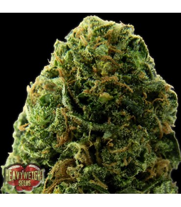 Auto Massive Midget fem. Heavyweight Seeds