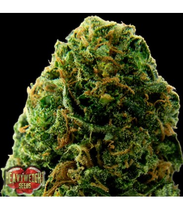 Auto Massive Midget  5 u. fem. Heavyweight Seeds