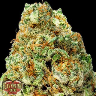 Auto Turbo Bud fem. Heavyweight Seeds