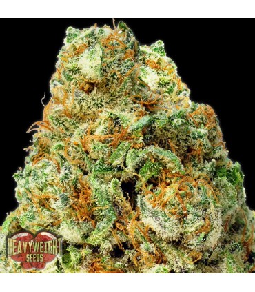 Auto Turbo Bud fem. Heavyweight Seeds