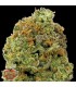 Auto Wipeout Express  5 u. fem. Heavyweight Seeds
