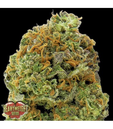 Auto Wipeout Express  5 u. fem. Heavyweight Seeds
