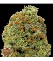 Auto Wipeout Express 10 u. fem. Heavyweight Seeds