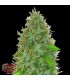 Auto 2 Fast 2 Vast fem. Heavyweight Seeds