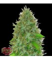 Auto 2 Fast 2 Vast fem. Heavyweight Seeds