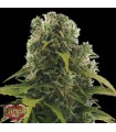 Auto High Density fem. Heavyweight Seeds