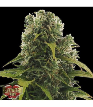 Auto High Density  5 u. fem. Heavyweight Seeds