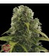 Auto High Density 10 u. fem. Heavyweight Seeds