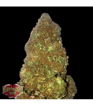 Auto Jackpot  5 u. fem. Heavyweight Seeds