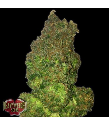 Auto Fruit Punch fem. Heavyweight Seeds