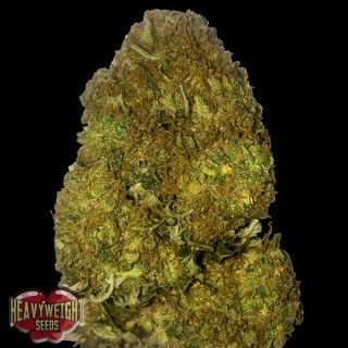 Auto Skunky Monkey fem. Heavyweight Seeds