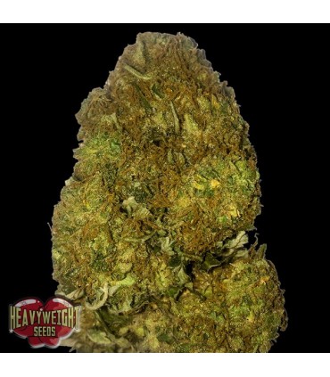 Auto Skunky Monkey  5 u. fem. Heavyweight Seeds