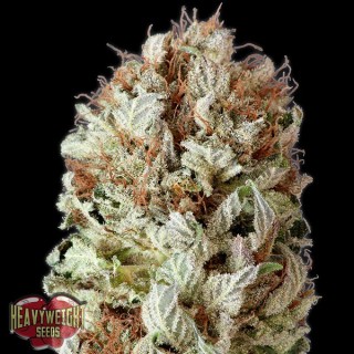 Auto Extreme Impact fem. Heavyweight Seeds