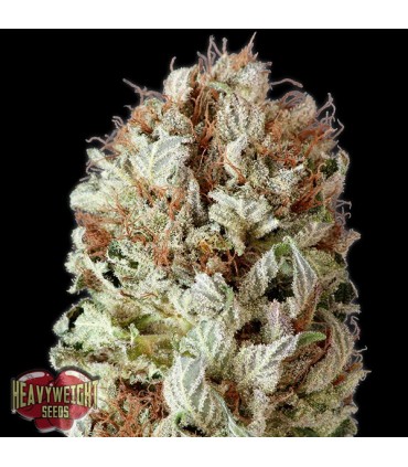 Auto Extreme Impact  5 u. fem. Heavyweight Seeds