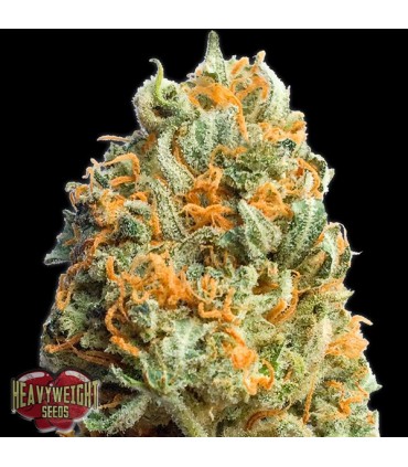 Auto Fully Loaded  5 u. fem. Heavyweight Seeds
