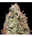 Auto Waist Deep fem. Heavyweight Seeds