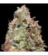 Auto Waist Deep  5 u. fem. Heavyweight Seeds