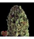 Budzilla  5 u. fem. Heavyweight Seeds