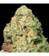 Fruit Punch fem. Heavyweight Seeds