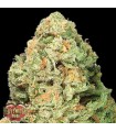 Fruit Punch fem. Heavyweight Seeds