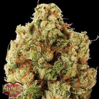 Green Ninja fem. Heavyweight Seeds