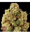 Green Ninja fem. Heavyweight Seeds