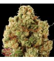Green Ninja  5 u. fem. Heavyweight Seeds