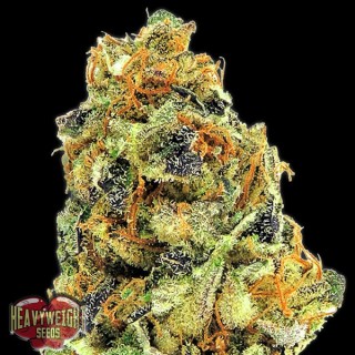 K.O.Kush fem. Heavyweight Seeds