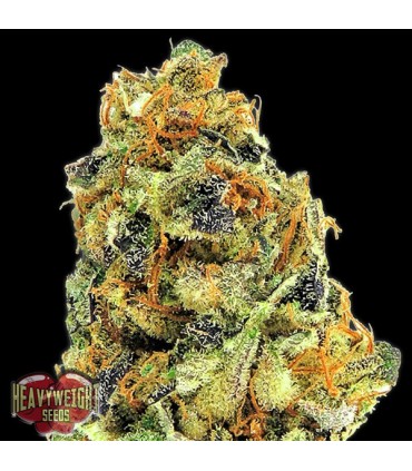 K.O.Kush fem. Heavyweight Seeds