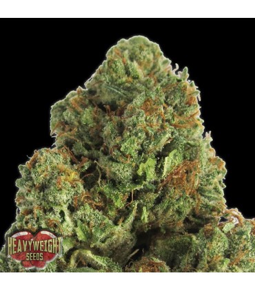 Midnight 10 u. fem. Heavyweight Seeds