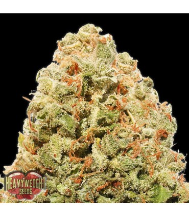 Strawberry Cheesecake 10 u. fem. Heavyweight Seeds