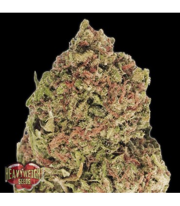 Dream Machine fem. Heavyweight Seeds