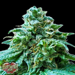 Superb OG fem. Heavyweight Seeds