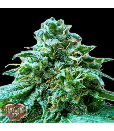 Superb OG  5 u. fem. Heavyweight Seeds