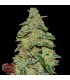 Lemon Cheescake fem. Heavyweight Seeds