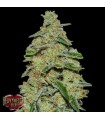 Lemon Cheescake fem. Heavyweight Seeds