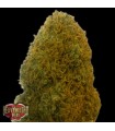 Champions Cheese fem. Heavyweight Seeds