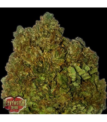 Money Bush  5 u. fem. Heavyweight Seeds