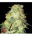 Gold Mine fem. Heavyweight Seeds