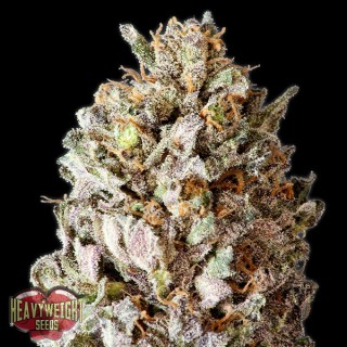 Diesel Drift fem. Heavyweight Seeds