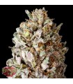 Diesel Drift fem. Heavyweight Seeds