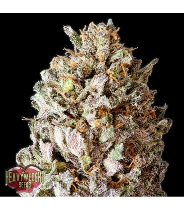 Diesel Drift 10 u. fem. Heavyweight Seeds