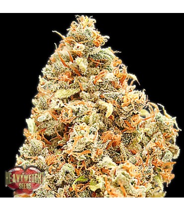 Monster Profit fem. Heavyweight Seeds