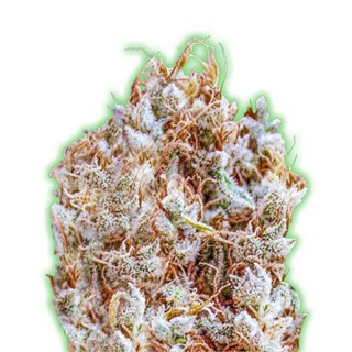 Zkitlles fem. Monster Genetics