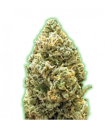 Auto Bruce Banner  5 u. fem. Monster Genetics