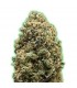 Bruce Banner 10 u. fem. Monster Genetics