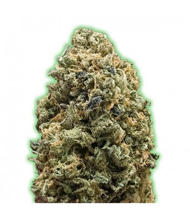 Bruce Banner 10 u. fem. Monster Genetics