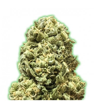 Girl Scout Cookies 10 u. fem. Monster Genetics