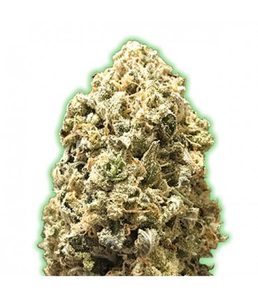 Pebbles 10 u. fem. Monster Genetics