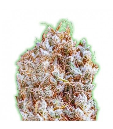 Zkittles 10 u. fem. Monster Genetics